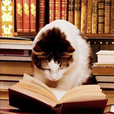 cat reading a book